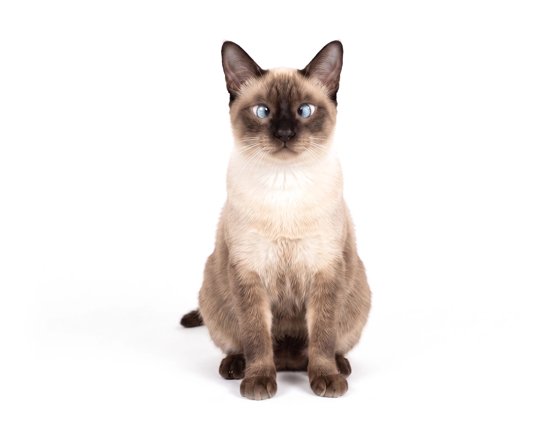 pet